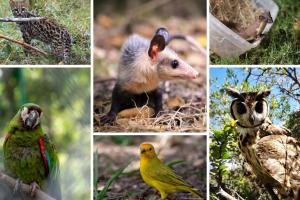 CAR habilitó línea 24/7 ante daños a fauna silvestre por uso de pólvora