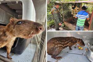 CAR frena venta ilegal de 10 borugos en temporada navideña