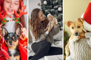 Mascotas en riesgo por Navidad: reportan afectaciones por cambios en casa