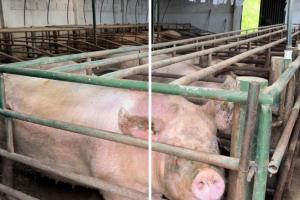 Cierran porcícola en Zipaquirá por vertimientos sin permiso, confirma la CAR