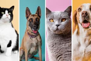 Distrito mueve campaña navideña: animales buscan compañía este diciembre