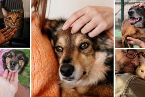 Adopción de mascotas en Bogotá: animales buscan familia para Navidad