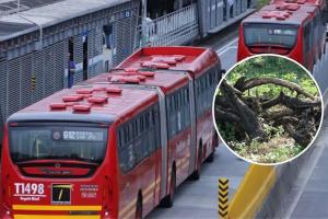 TransMilenio cierra estaciones en la Avenida Caracas: árbol cayó en la vía