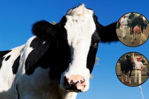 Vaca criada en Ubaté pone a Colombia en lo más alto del Holstein latino