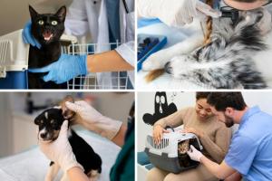 Esterilizaciones gratis para mascotas en Bogotá: no necesita inscripción