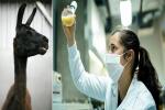 Las llamas podrían ayudar a crear tratamiento contra el coronavirus 