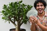 ¿Dónde colocar el árbol de jade en casa? Le lloverá plata