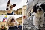 Adopte un peludo en Ciudad Bolívar: ¿cuándo será la jornada y qué piden?