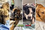 IDPYBA abre convocatoria: apoyarán ideas para proteger y salvar a los animales