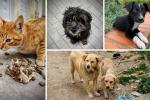Esterilizaciones gratis en Bogotá: Distrito abrió 4 puntos con 15 mil cupos