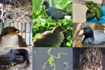Secretaría de Ambiente frena tráfico de fauna: 4 capturados en Bogotá