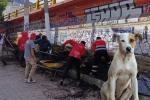 Galán le mete mano a puentes tendrán zona exclusiva para los peludos