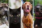 Adopción de perros y gatos en Bogotá: sume un nuevo integrante a su familia