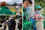 Llamas de la Plaza de Bolívar no se usarán para fotos: se acabó el negocio