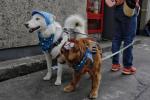 Mascotas en Funza, Cundinamarca