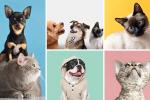 Obesidad en mascotas: señales de alerta y cómo evitarla a tiempo