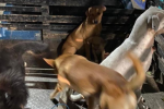 Peluditos buscan familia así será la jornada de adopción en el Concejo de Bogotá