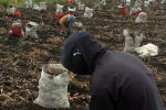 Productores de papa bloquean vía Tunja–Bogotá por crisis