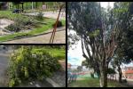 Árboles en mal estado
