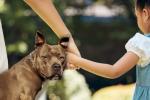 Ataque de perro pitbull en Bogotá