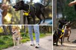 ¿Qué es el canicross? Deporte para sacar todo el potencial junto a su perro