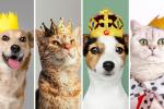 Concurso de belleza para mascotas: criollitos serán los protagonistas