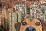 Dueños de perros ganan Corte frena multas en conjuntos