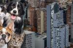 Esterilización para perros y gatos gratis: aproveche y ahórrese plata