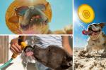 Golpe de calor en perros: síntomas y prevención antes que sea muy tarde