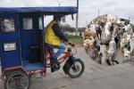 Jauría siembra miedo en Bosa bicitaxista salió mordido