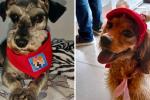 Cárcel para agresores de Tony y Nala: Fiscalía castigó el maltrato animal