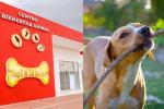Mascotas en su propio parque
