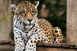 Jaguar en la cuenca baja del río Bogotá: CAR confirma avistamiento