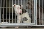 Ataque de perros pitbull