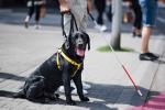 Perros lazarillos no podrán ser prohibidos