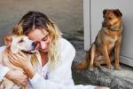 Plataforma para buscar a su mascota perdida