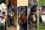 Registro de perros de manejo especial: sin este documento hay multa