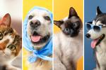 Vacunación gratis para mascotas en Bogotá: aproveche y lleve a su peludo