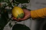Alimentos en Corabastos