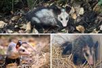11 animales silvestres rehabilitados por la CAR: iniciaron nueva vida en Pacho