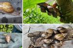 Tonelada de caracol africano fue erradicada: ponía en riesgo su salud