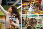 Carros 'pet friendly' en supermercados: su perro no se quedará afuera