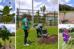 Colegio de Bosa estrena 156 nuevos árboles: estudiantes son sus guardianes