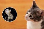 Vinagre contra pulgas en gatos: método barato que muchos recomiendan