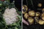 Precios en Corabastos hoy 17 de septiembre de 2025: alimentos que más bajaron de precio este miércoles