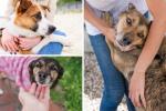 Día del Perro Adoptado: claves para ganarse la confianza de su peludo
