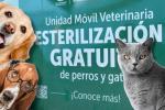Esterilización de mascotas en septiembre: más de 2.000 cupos gratis