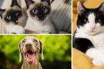 Distrito ofrece esterilización gratis para 10.000 mascotas en octubre