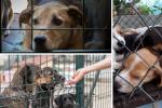 Apoyo a fundaciones de animales: más respaldo para quienes salvan vidas