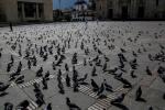 Palomas alojadas en la Plaza de Bolívar